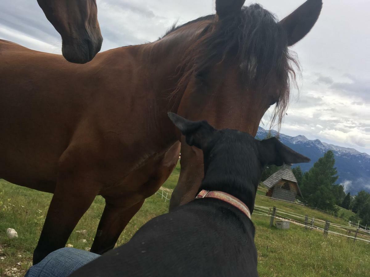 Ucni Ranc, Bohinj 아파트 외부 사진