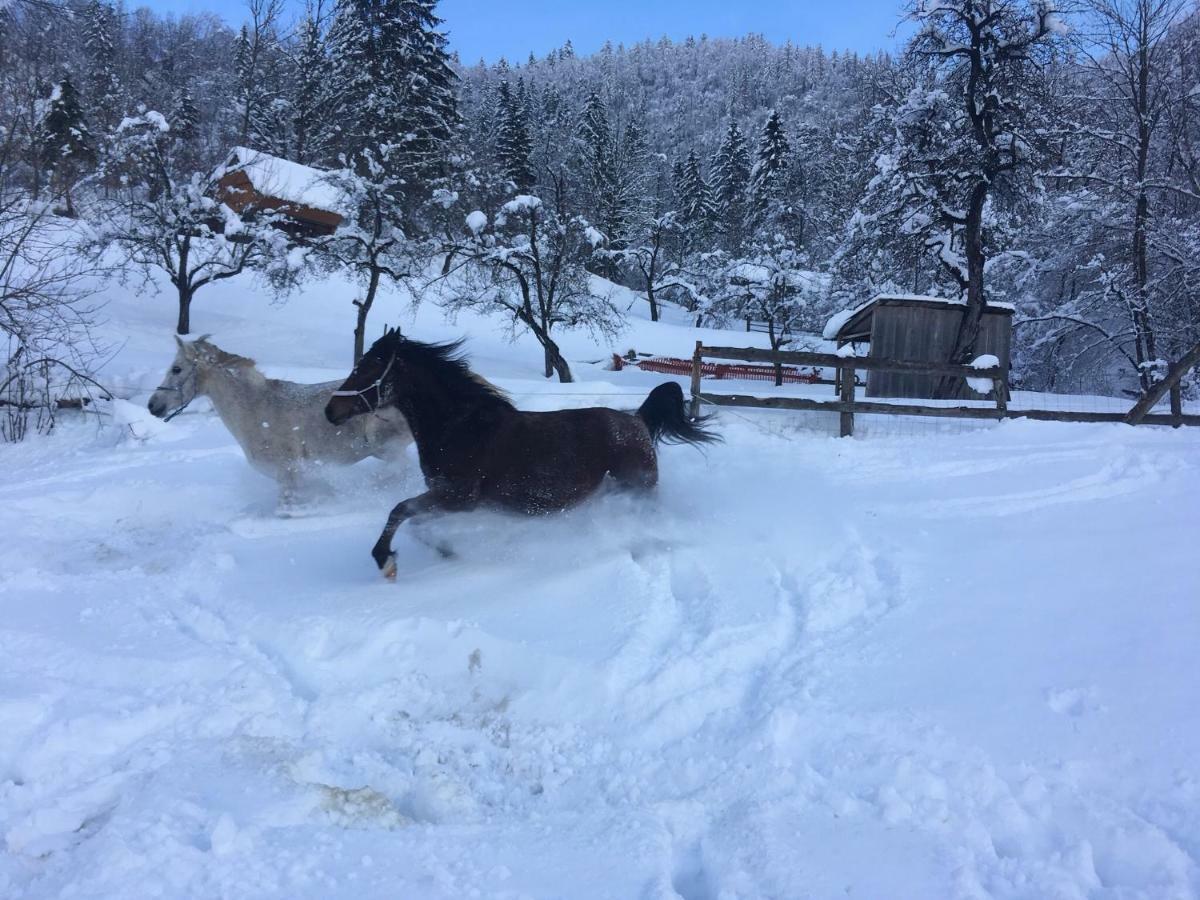 Ucni Ranc, Bohinj 아파트 외부 사진